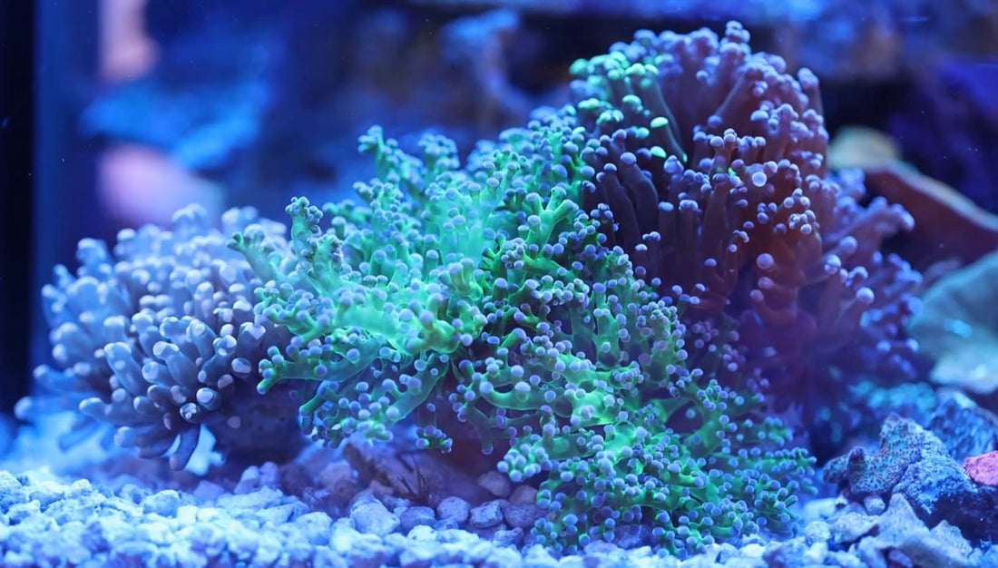 The Complete Guide to Frogspawn Coral Care: From Beginner to Expert