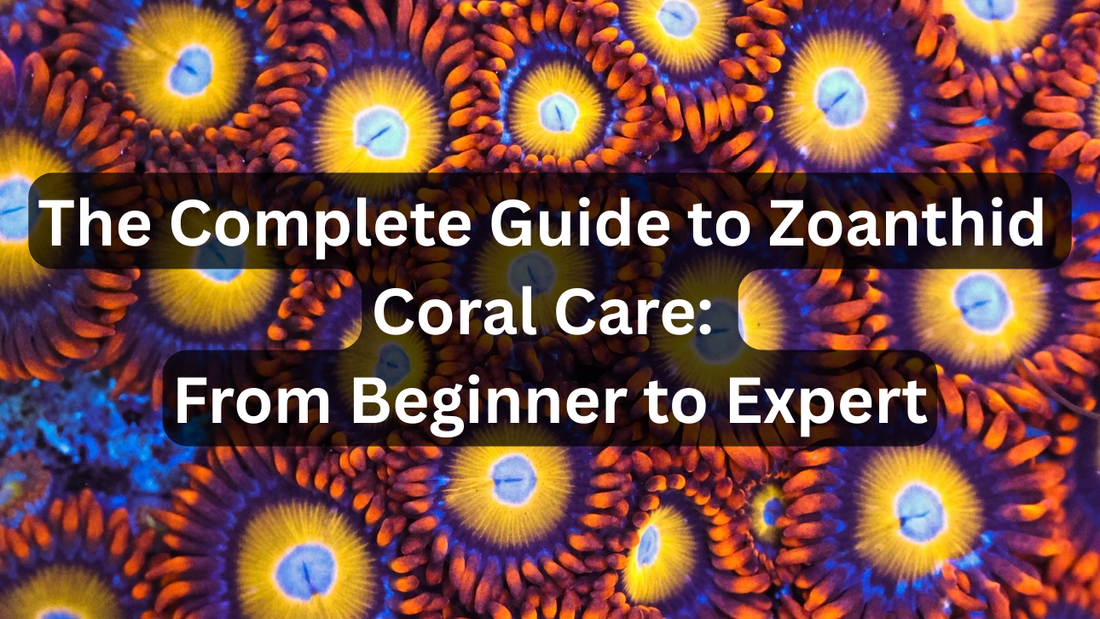 The Complete Guide to Zoanthid Coral Care: From Beginner to Expert