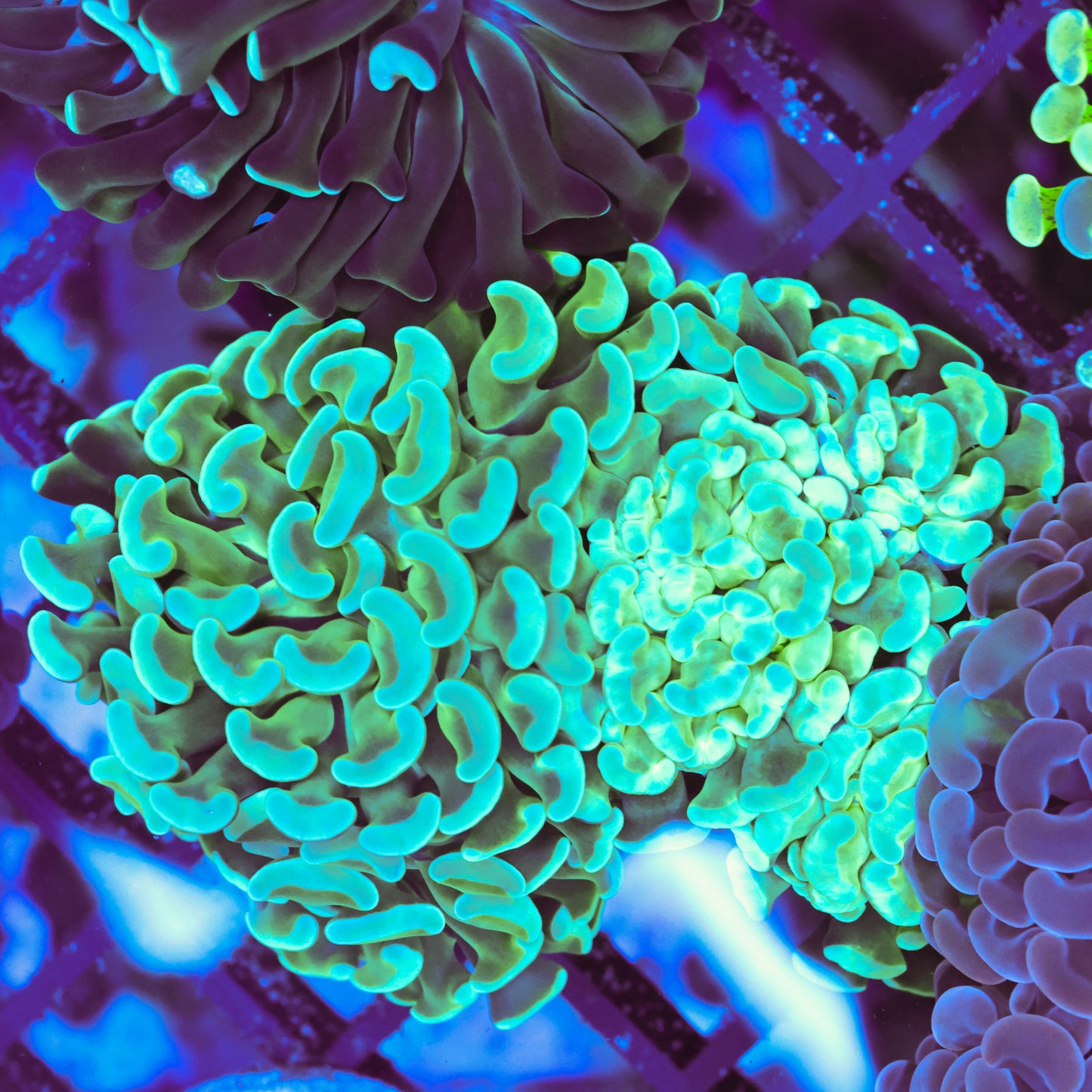 WYSIWYG Lime Green Hammer Colony - 3+ Heads