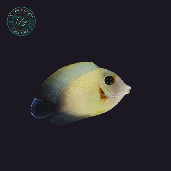 Half Black Tang (Acanthurus tristis)