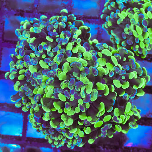 WYSIWYG Splattered Hammer Colony - 5+ Heads