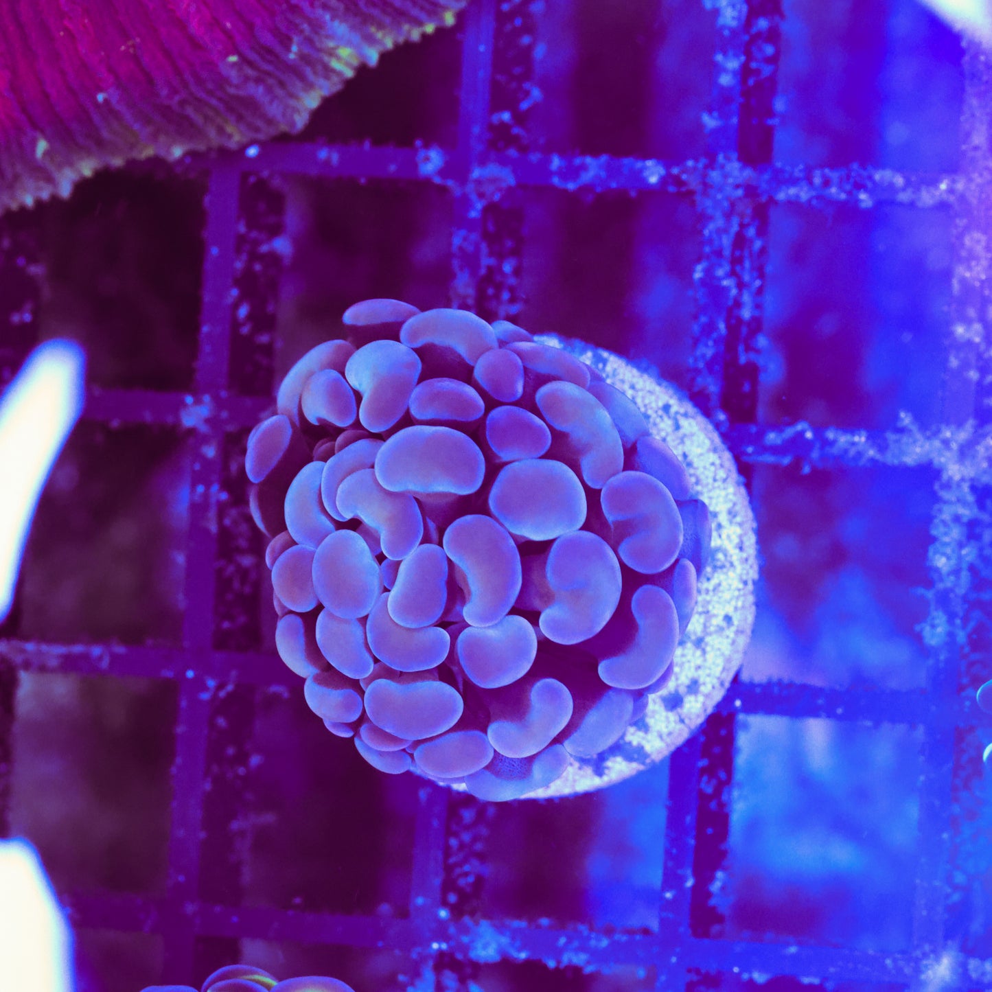 WYSIWYG Pink Hammer Colony - 1 Head