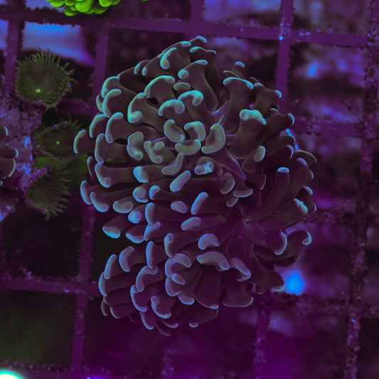 WYSIWYG Teal Hammer Colony - 3+ Heads