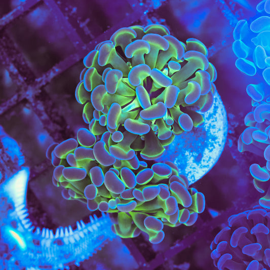 WYSIWYG True Hologram Hammer Colony - 2 Heads