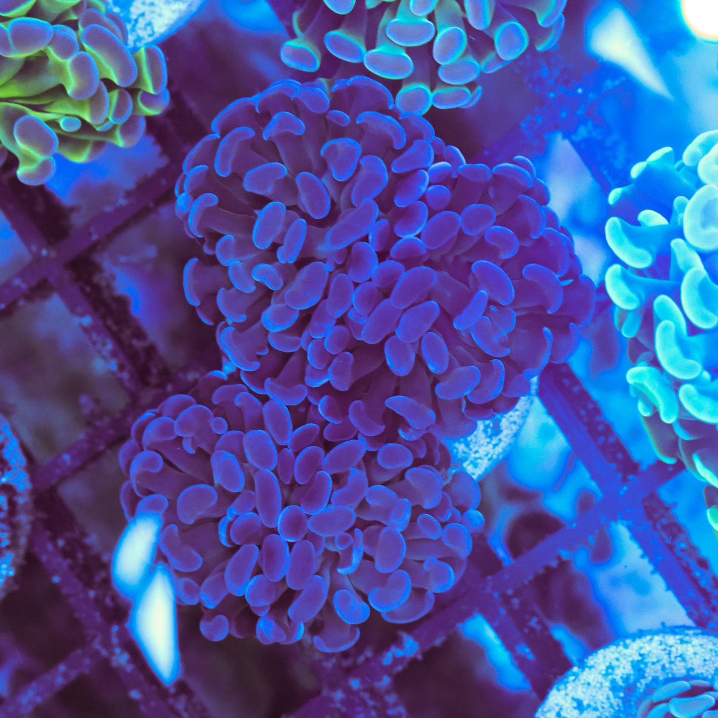 WYSIWYG Purple Hammer Colony - 4 Heads