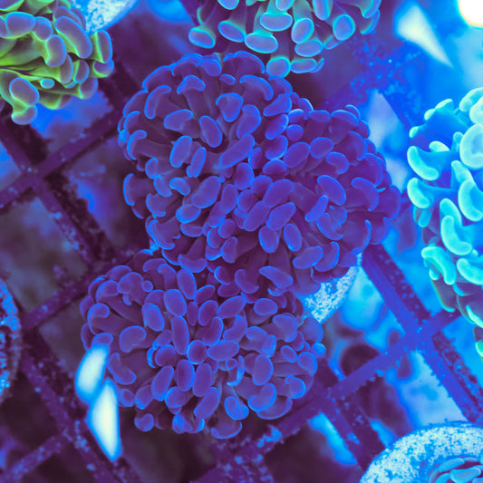 WYSIWYG Purple Hammer Colony - 4 Heads