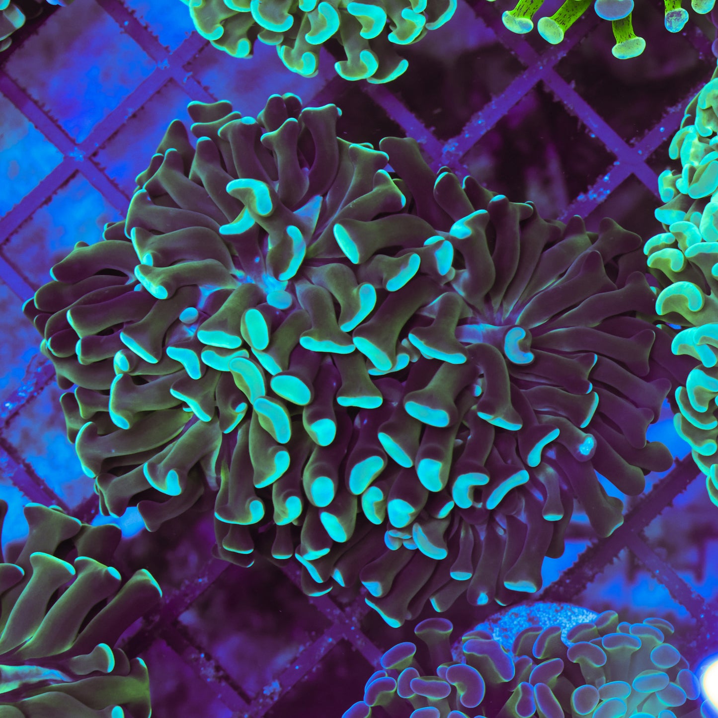 WYSIWYG Blue Hammer Colony - 3+ Heads