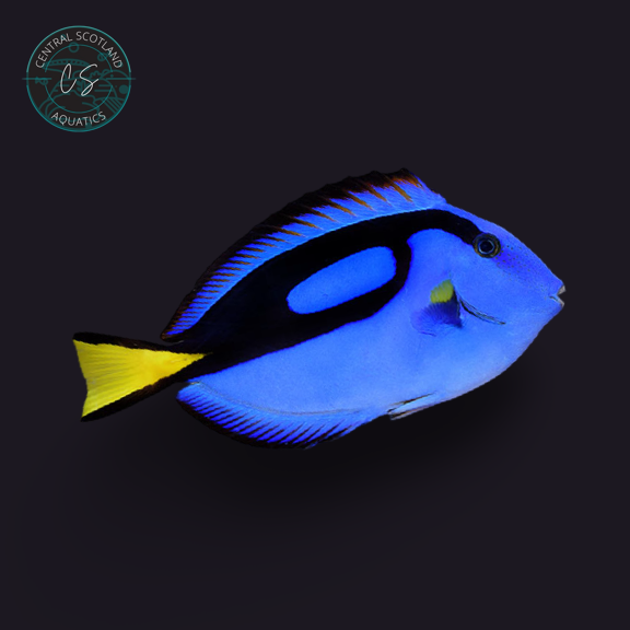 Tank bred Blue Tang Paracanthurus hepatus in UK reef aquarium