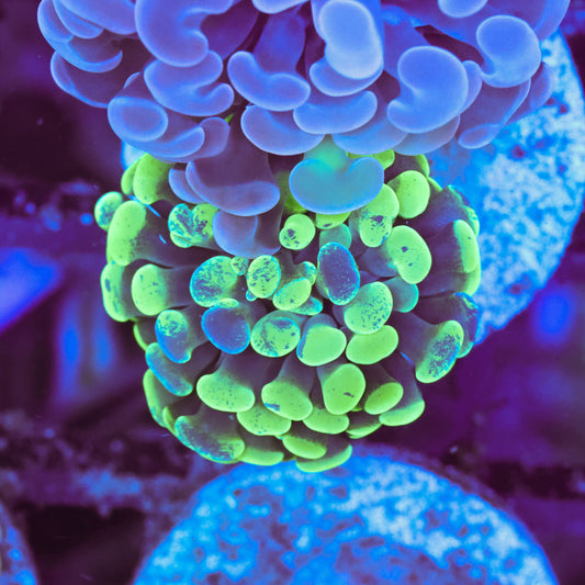 WYSIWYG Splattered Hammer Colony - 1 Head