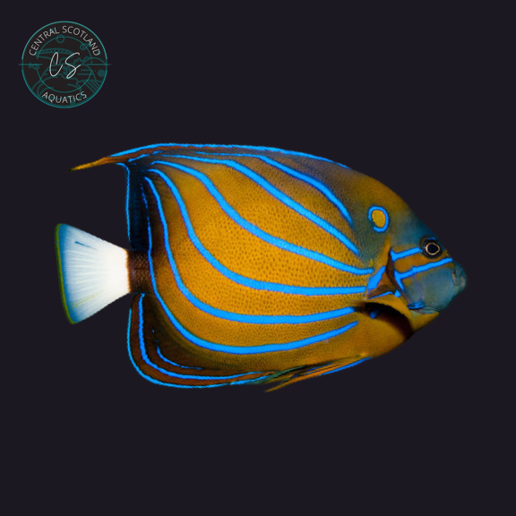 Tank bred Annularis Angelfish Pomacanthus annularis in UK reef aquarium