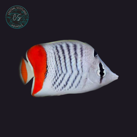 Pearlscale Butterfly - West Indian Ocean (Chaetodon xanthurus)