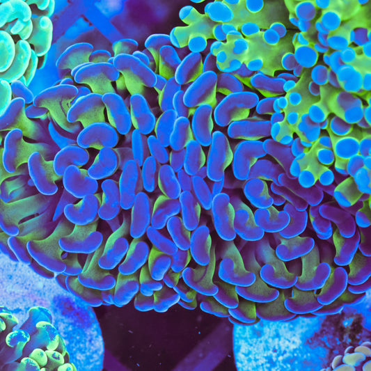 WYSIWYG Reverse Hammer Colony - 2 Heads