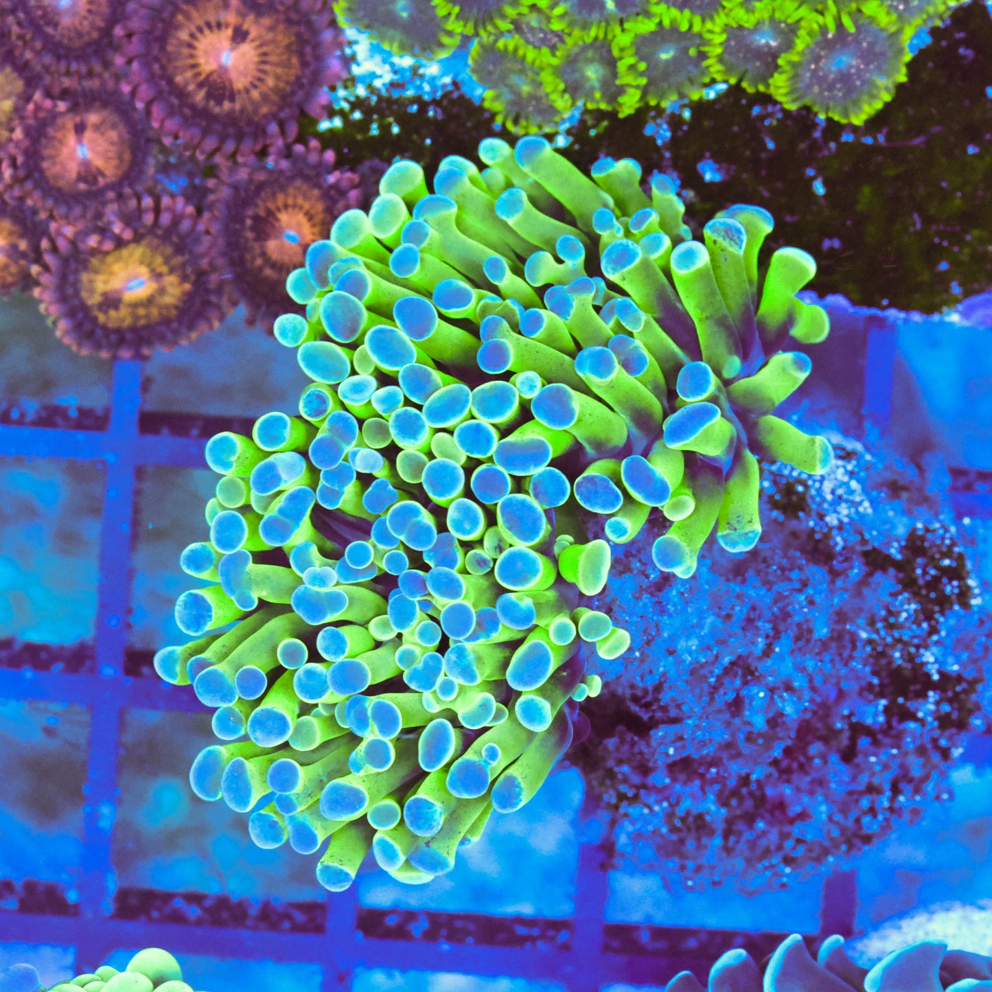 WYSIWYG Green Hologram Hammer Colony - 2 Heads