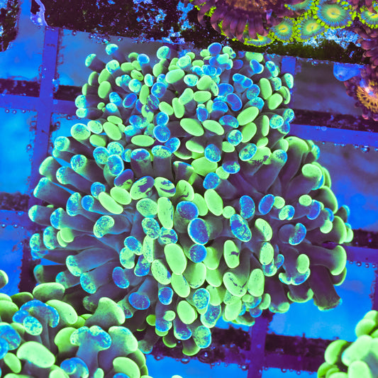 WYSIWYG Splattered Hammer Colony - 4+ Heads