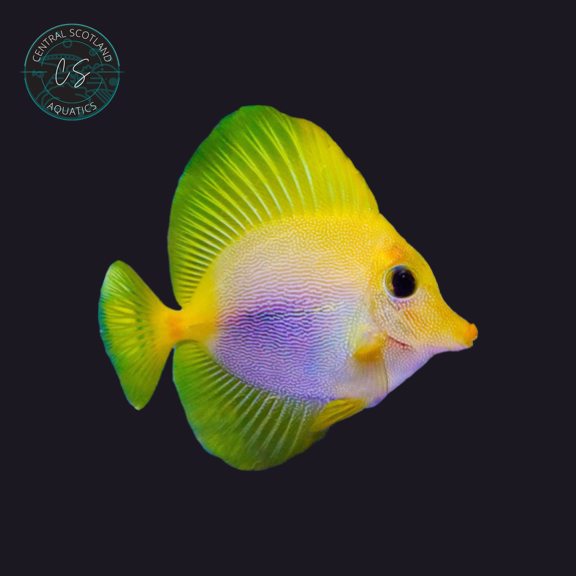 Tank bred Yurple Tang Zebrasoma xanthurum x flavescens in UK reef aquarium