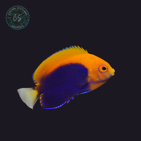 Tank bred Flameback Angelfish Centropyge acanthops in UK reef aquarium