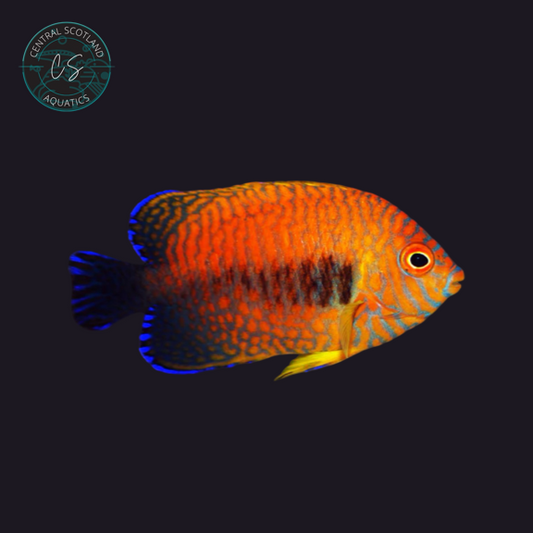 Tank bred Potter’s Angelfish Centropyge potteri in UK reef aquarium