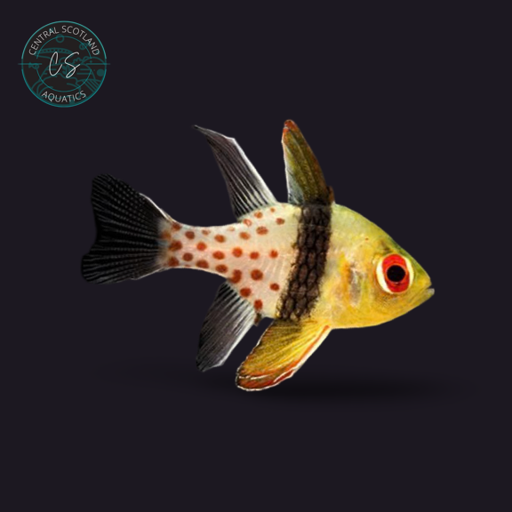 Tank bred Pajama Cardinalfish Sphaeramia nematoptera in UK reef aquarium