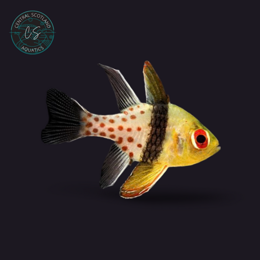 Tank bred Pajama Cardinalfish Sphaeramia nematoptera in UK reef aquarium