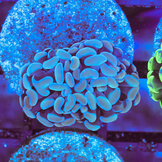 WYSIWYG Teal Hammer Colony - 2 Heads