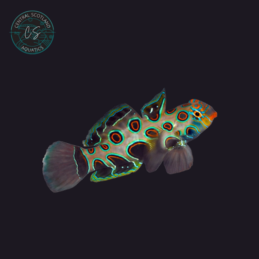 Tank bred Spotted Mandarin Synchiropus picturatus in UK reef aquarium