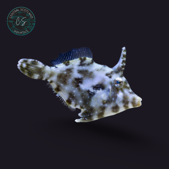 Tank bred Aiptasia-Eating Filefish Acreichthys tomentosus in UK reef aquarium