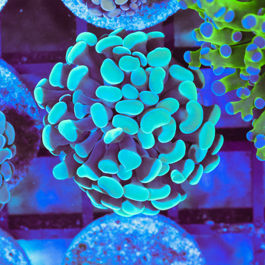 WYSIWYG Teal Hammer Colony - 1 Head