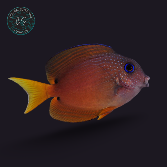 Blue Eye Kole Tang