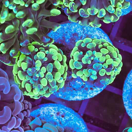 WYSIWYG Splattered Hammer Colony - 2 Heads