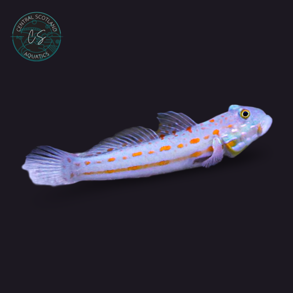 Diamond Goby