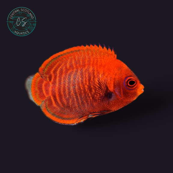 Tank bred Golden Angelfish Centropyge aurantia in UK reef aquarium