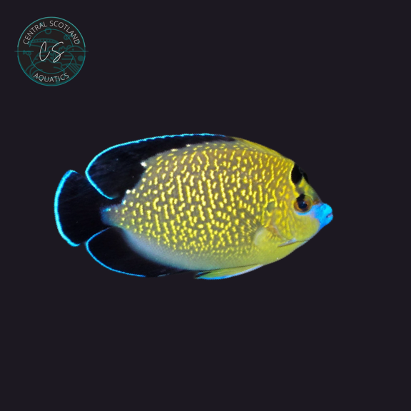 Tank bred Goldflake Angelfish Apolemichthys xanthopunctatus in UK reef aquarium