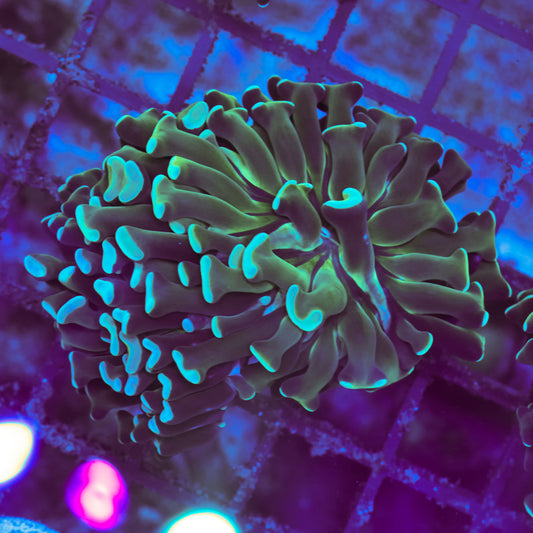 WYSIWYG Blue Hammer Colony - 2 Heads