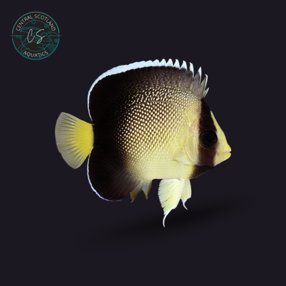 Tank bred Cream Angelfish Apolemichthys xanthurus in UK reef aquarium