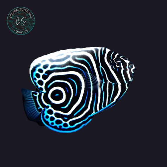 Tank bred Emperor Angelfish Pomacanthus imperator in UK reef aquarium