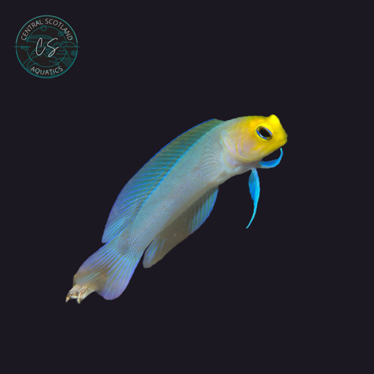 Tank bred Yellow Head Jawfish Opistognathus aurifrons in UK reef aquarium