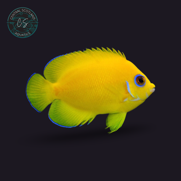 Tank bred Lemonpeel Angelfish Centropyge flavissima in UK reef aquarium
