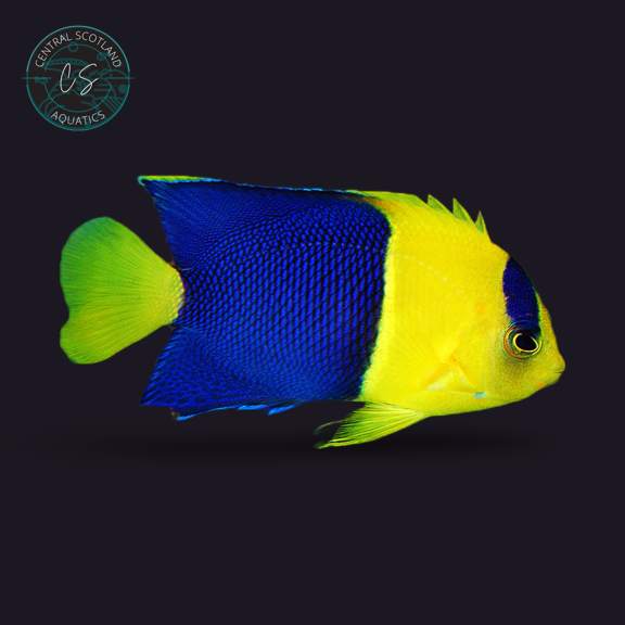 Tank bred Bicolour Angelfish Centropyge bicolor in UK reef aquarium