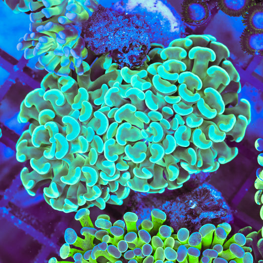 WYSIWYG Lime Green Hammer Colony - 3 Heads