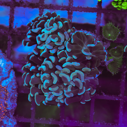 WYSIWYG Teal Hammer Colony - 4 Heads