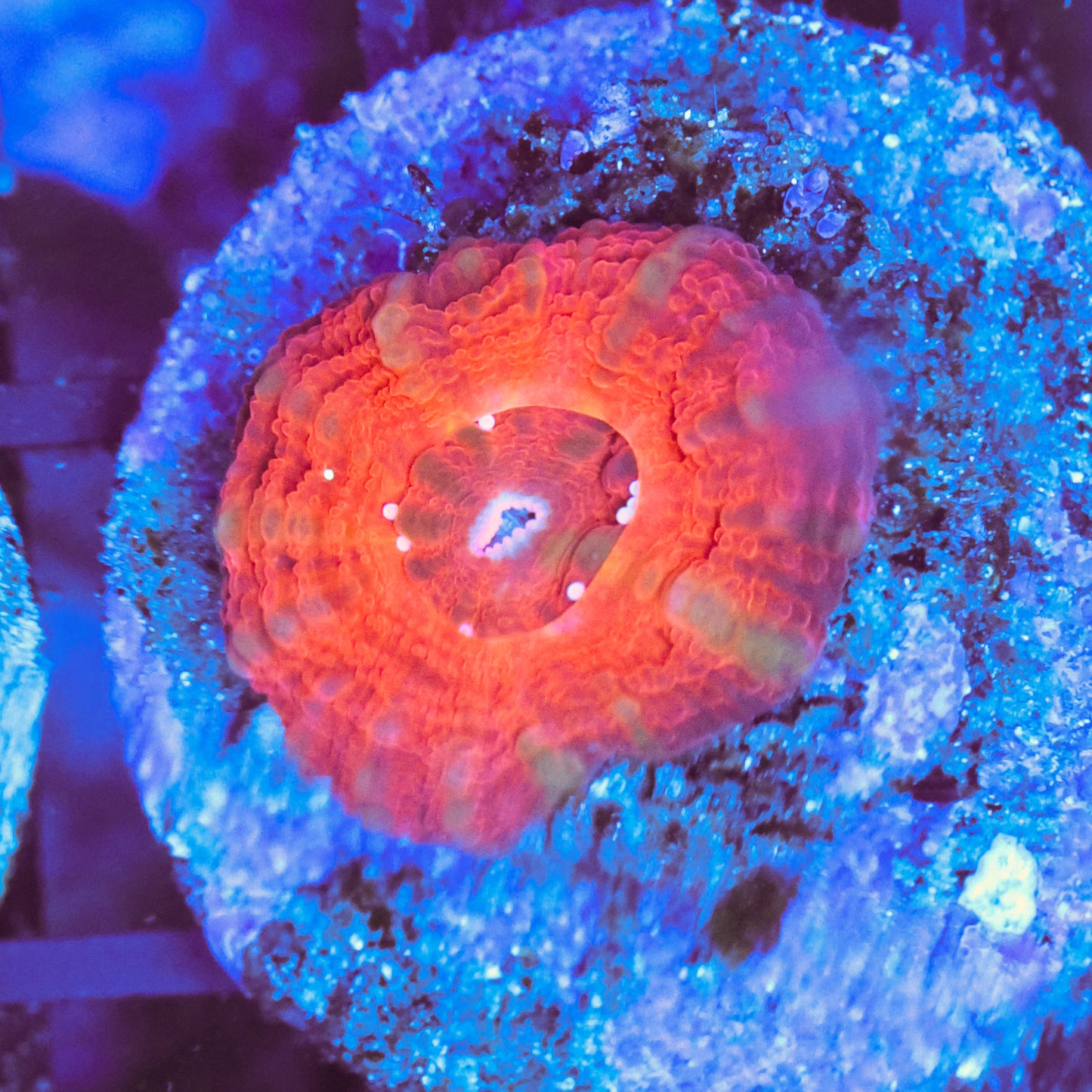 WYSIWYG Aquacultured Scolymia australis - With Certificate