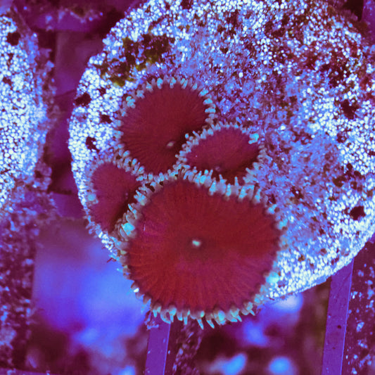 WYSIWYG Red Death Paly - 4 Polyps