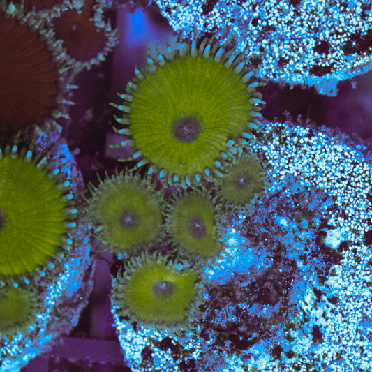 WYSIWYG Nuclear Death Paly - 5 Polyps