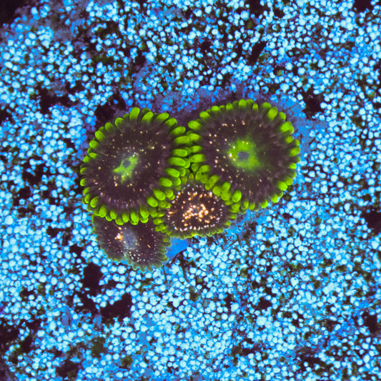 WYSIWYG Blackberry Voodoo Zoa - 4 Polyps