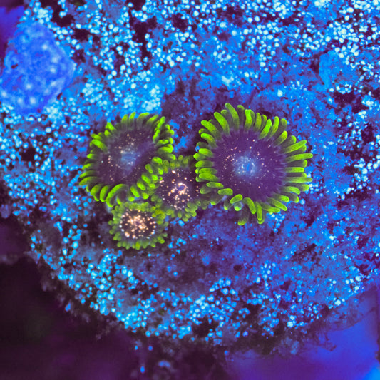 WYSIWYG Blackberry Voodoo Zoa - 4 Polyps