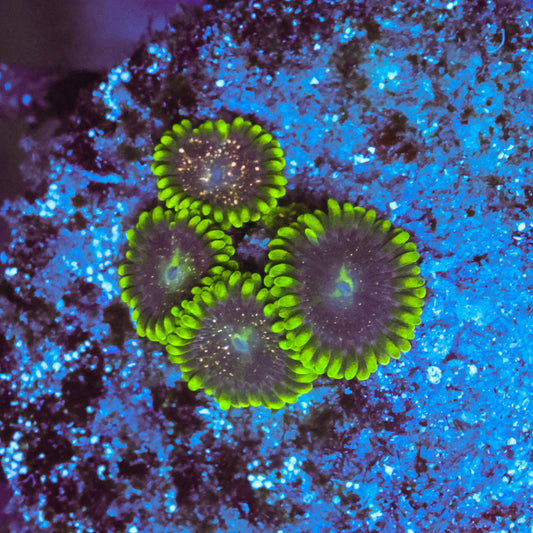 WYSIWYG Blackberry Voodoo Zoa - 4 Polyps