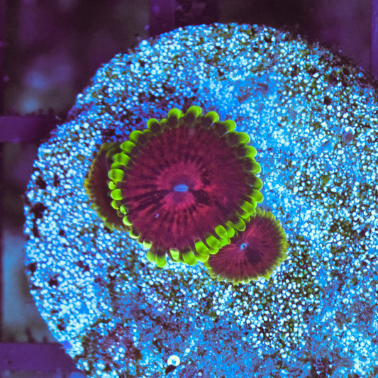 WYSIWYG Fake Lime Chilli Zoa - 3 Polyps