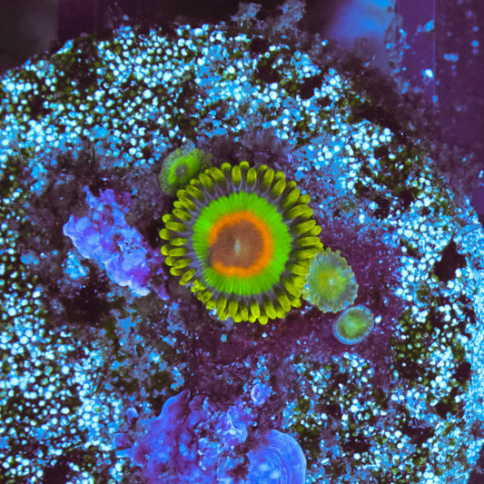WYSIWYG Rasta Zoa - 4 Polyps