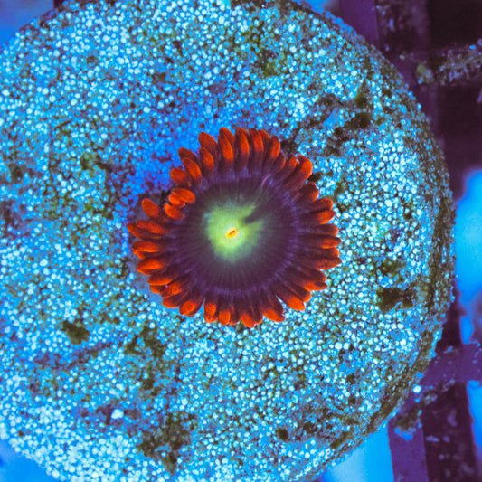 WYSIWYG Punk Rocker Zoa - 1 Polyp