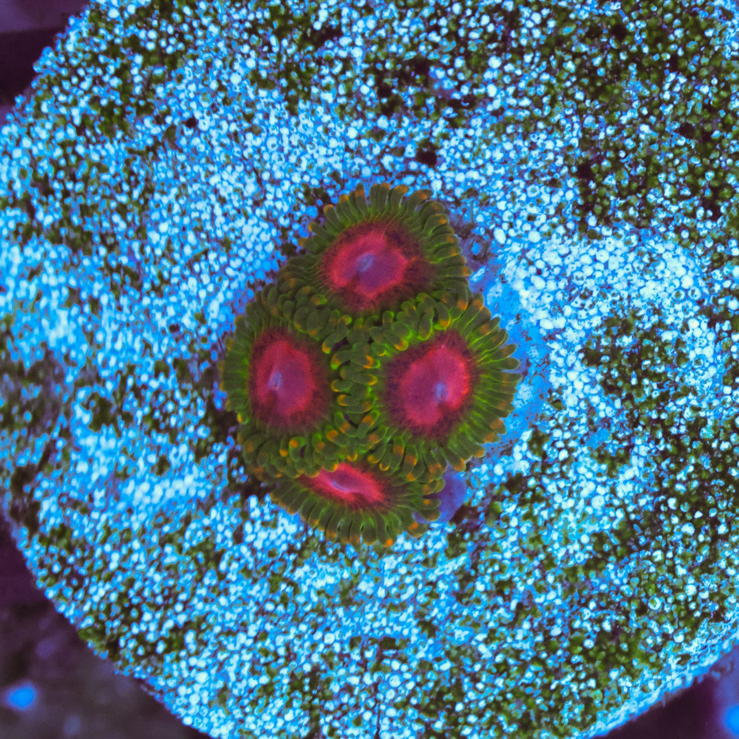 WYSIWYG Awesome Blossom Zoa - 4 Polyps